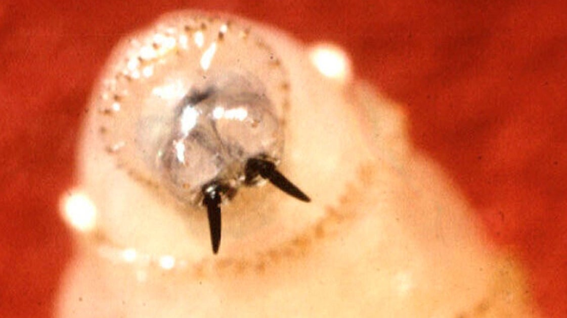 If You're Horrified By 'Flesh-Eating Screwworm' Headlines, Read This