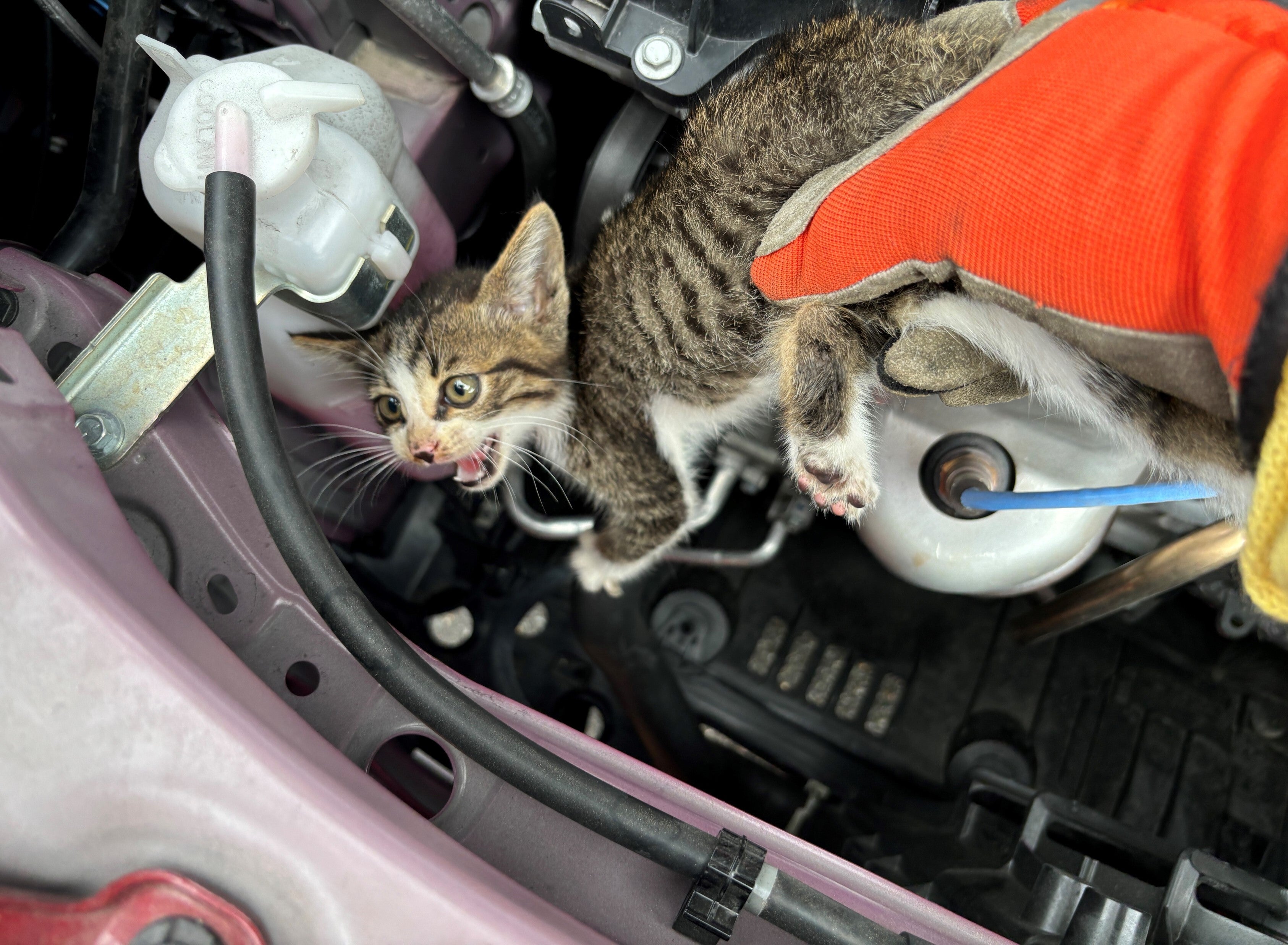 6月に急増する「猫が車に入り込む」トラブル。11月の約5倍、JAF「猫
