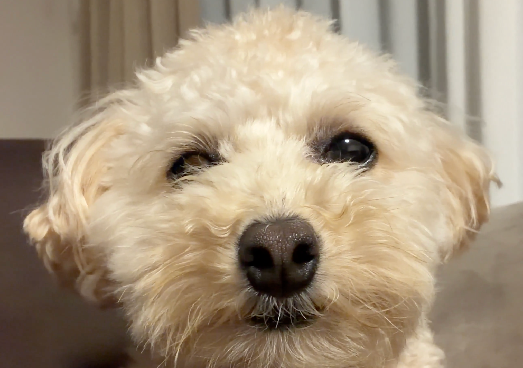 犬を飼うと、うとうとする犬が毎日無料で見られる！⇒「コレはお得」「有料にしてもいいくらい！」と共感の声続々