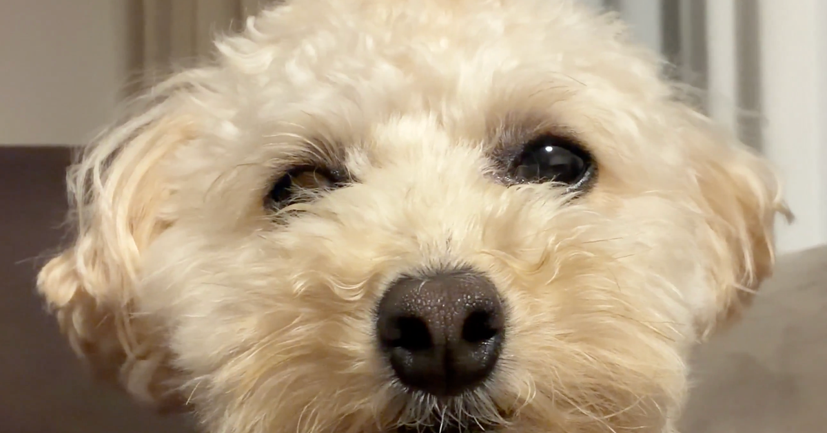 犬を飼うと、うとうとする犬が毎日無料で見られる！⇒「コレはお得」「有料にしてもいいくらい！」と共感の声続々