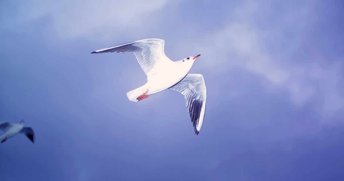 海上自衛隊が激写！海鳥vs魚の“立場逆転ショット”にネット騒然⇨「ついに魚が鳥を捕食した！？」の声