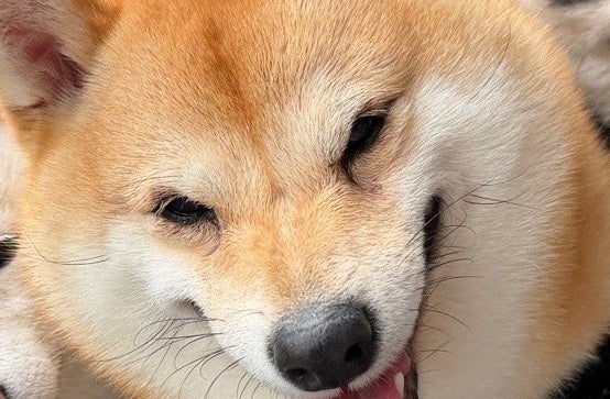 豆柴3匹、“伝説の怪物”みたいな散歩スタイル⇨むぎゅむぎゅな「ギリシャ神話のケルベロス」にキュン