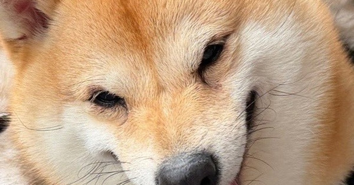 豆柴3匹、“伝説の怪物”みたいな散歩スタイル⇨むぎゅむぎゅな「ギリシャ神話のケルベロス」にキュン