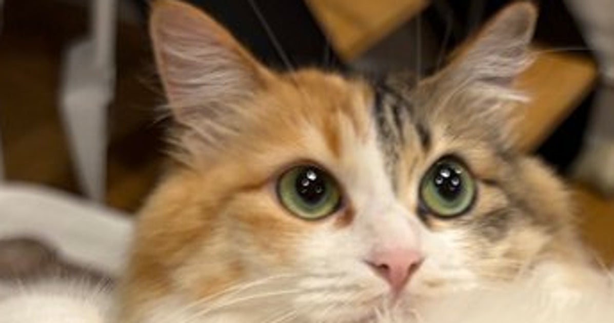 「はい、どうぞ」おしり拭きに全力協力する愛猫に「おちり拭かれの見本！」「教科書に載せたい」の声