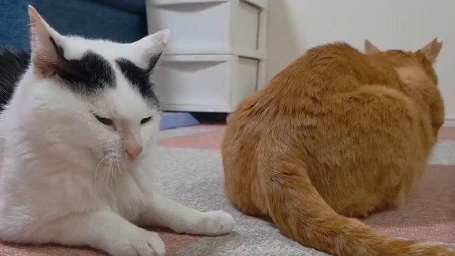 愛猫のあくびの瞬間、相方の“まさかのヒット”でネット爆笑⇨「こんなことあるんだ！」「難易度高め」の声