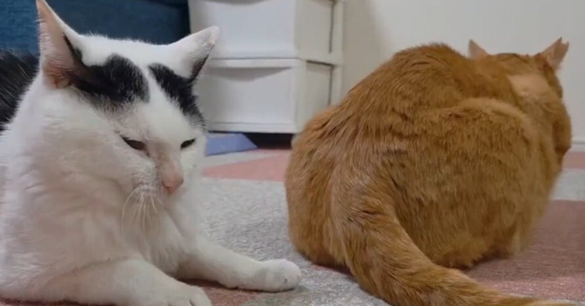 愛猫のあくびの瞬間、相方の“まさかのヒット”でネット爆笑⇨「こんなことあるんだ！」「難易度高め」の声