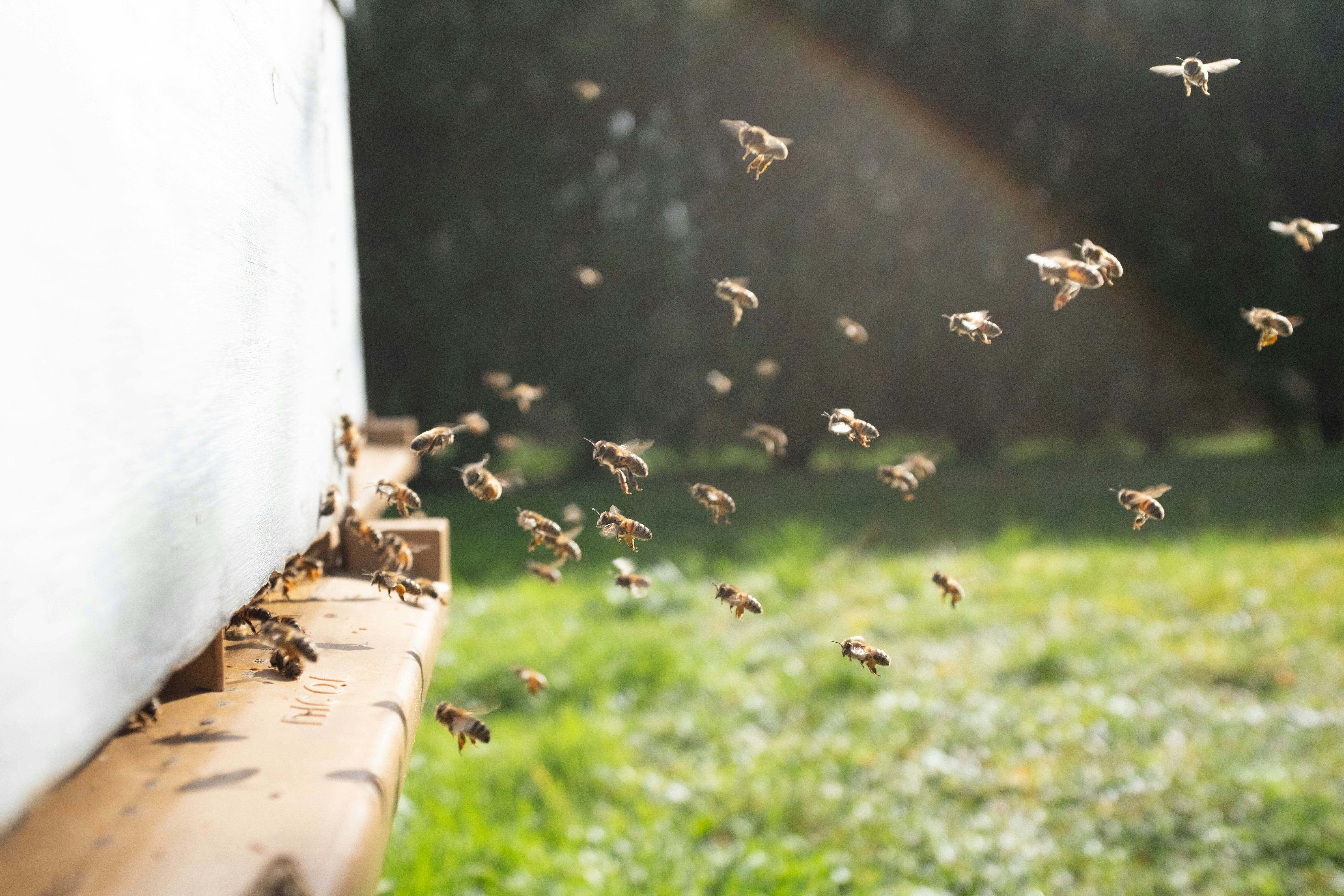 Check Your Roof, Walls And Shed Until July, Bee Experts Warn