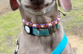 大型犬に帽子をかぶせたら…⇨“キャディーさん”みたいな姿に「ナイスショットワン」と反響