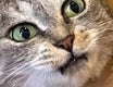 猫が入った段ボールに書かれた“言葉”がハマりすぎで爆笑⇨「表情が良い」「シャイニングみたい」