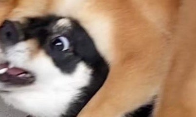 じゃれ合う2匹の柴犬⇒ガブリと噛まれた場所に「なぜそんなところを…」「きなこ餅だと思ったのかな？」と爆笑