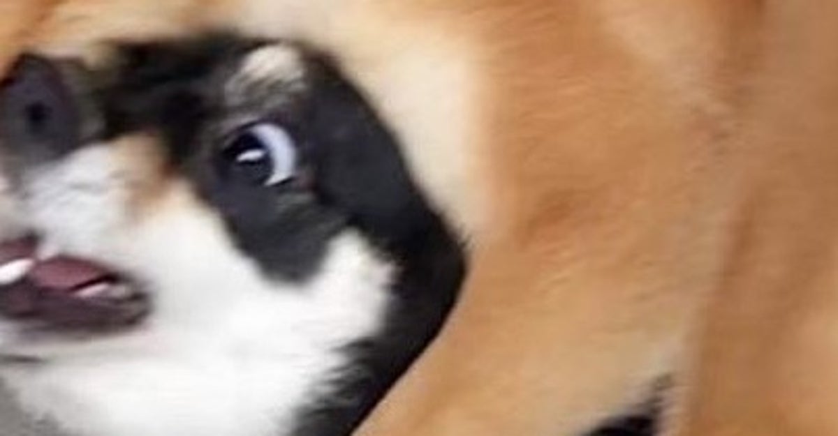 じゃれ合う2匹の柴犬⇒ガブリと噛まれた場所に「なぜそんなところを…」「きなこ餅だと思ったのかな？」と爆笑