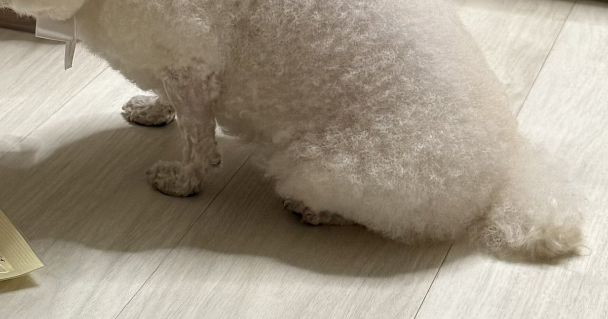 飼い主がしまい忘れたオヤツを凝視するトイプードル⇨健気すぎる姿に「尊い」「これはあげなきゃ」