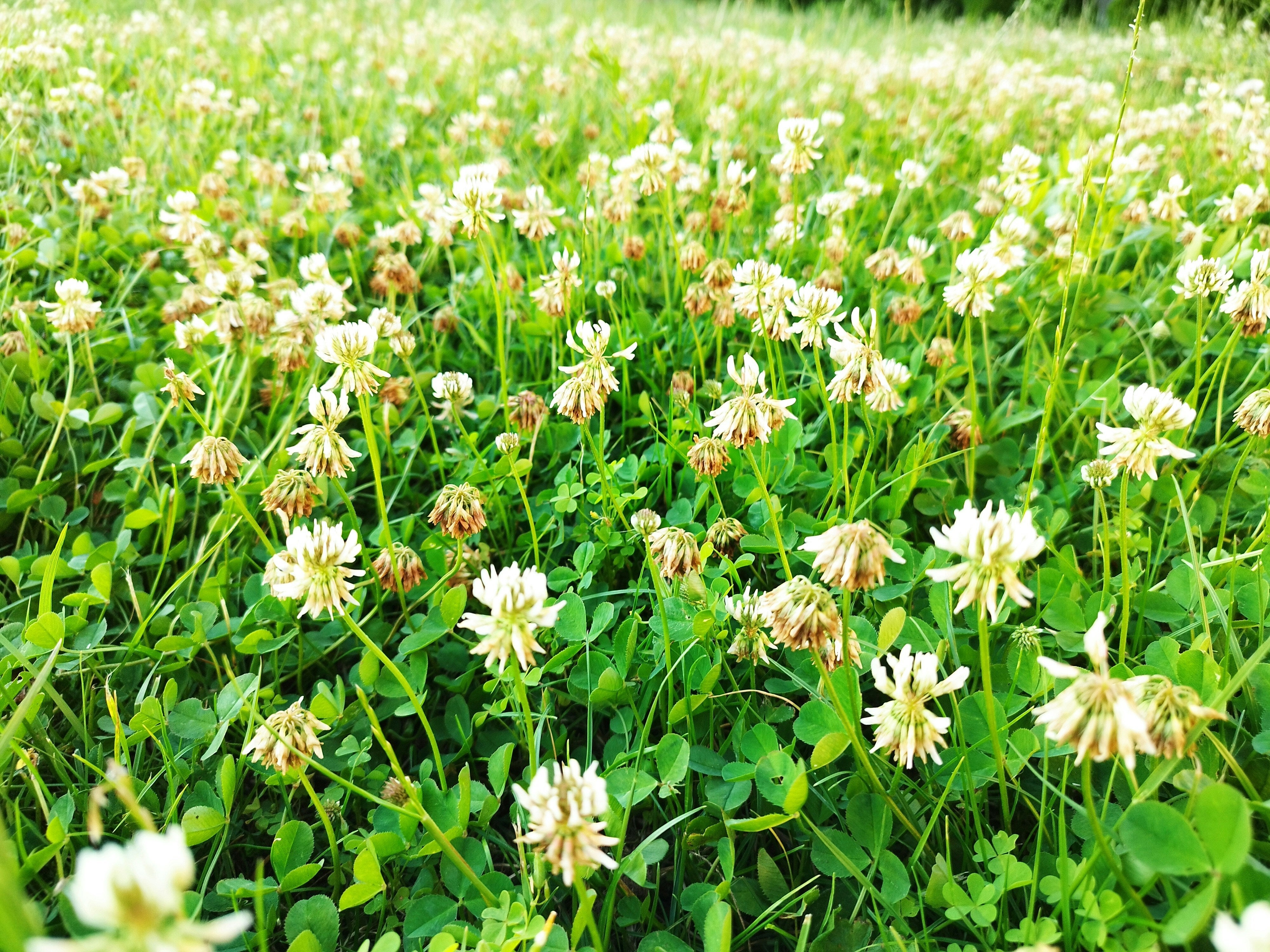 Gardeners Warned To Look Out For These Weeds - And