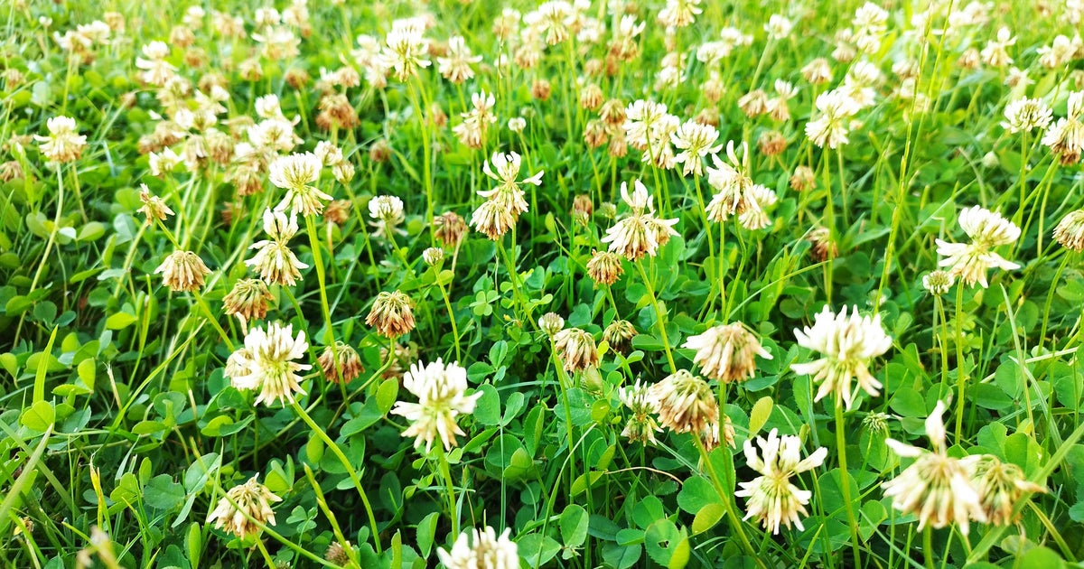 Gardeners Warned To Look Out For These Weeds - And What It Means