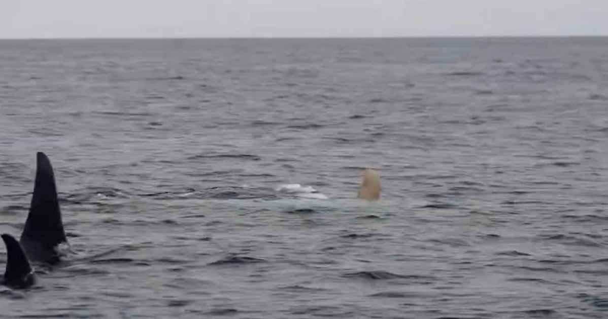 北海道・知床沖に白いシャチに出現⇨「奇跡の瞬間」「神々しい」悠々と泳ぐ姿に反響