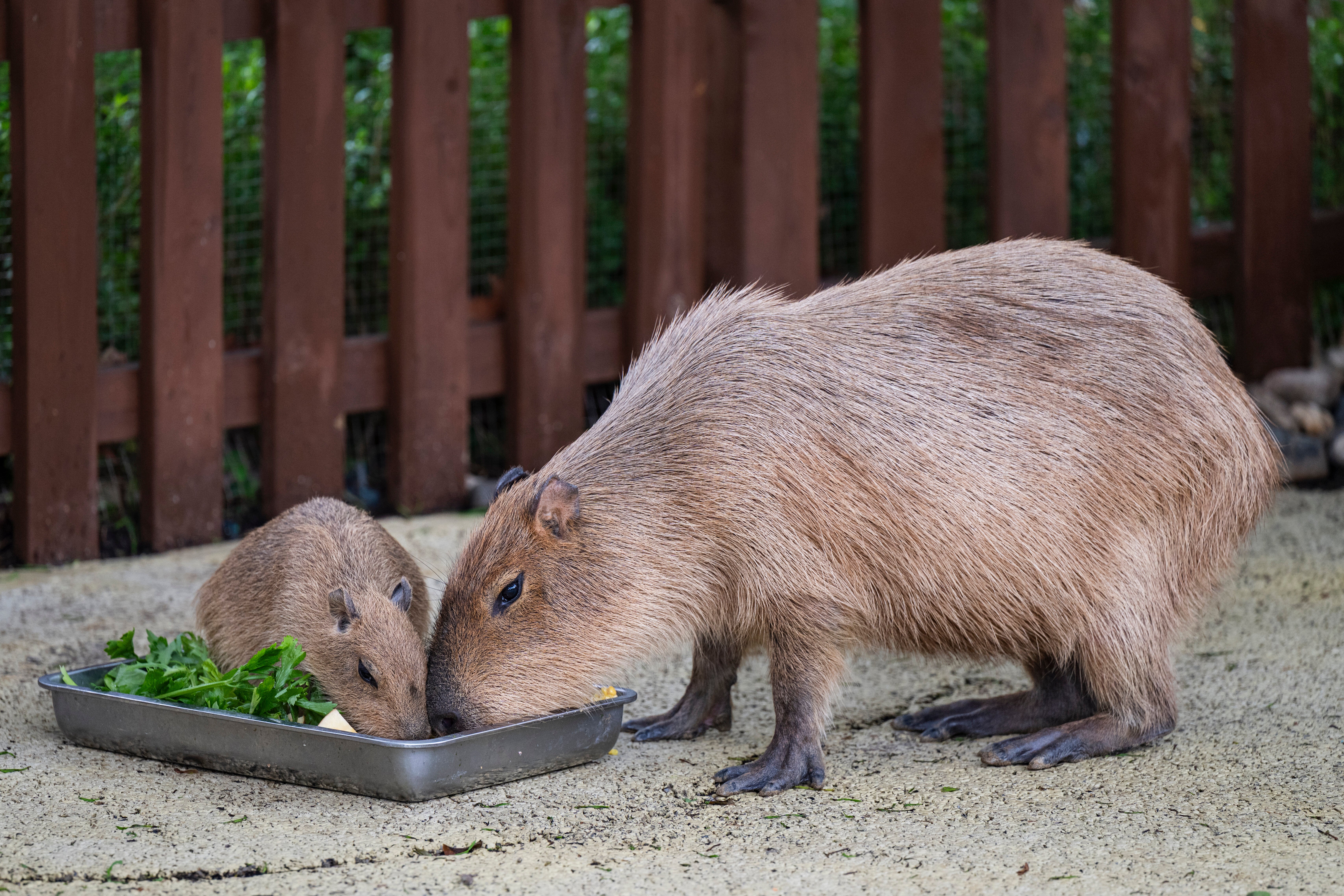 カピバラが“たけのこ”をかじる食事風景に「思ってた100倍育ってた」「歯が強い」と驚愕⇒歯の構造が理