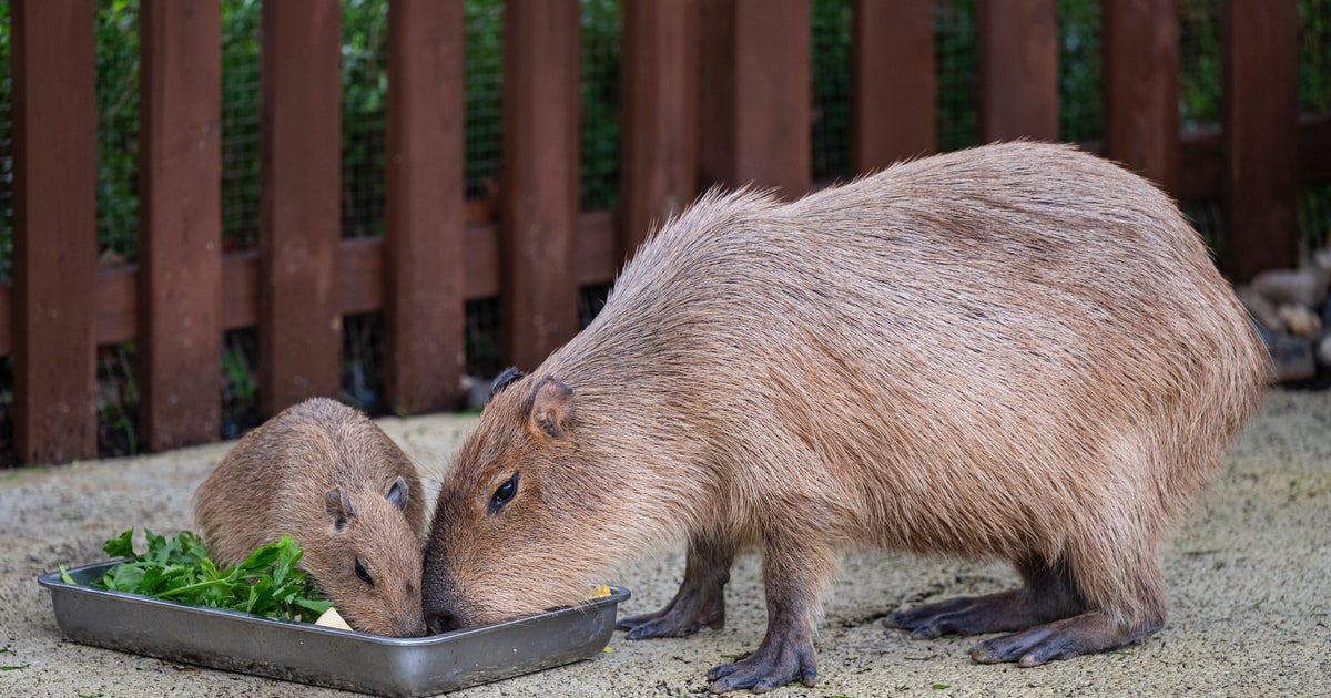 カピバラが“たけのこ”をかじる食事風景に「思ってた100倍育ってた」「歯が強い」と驚愕⇒歯の構造が理由だった
