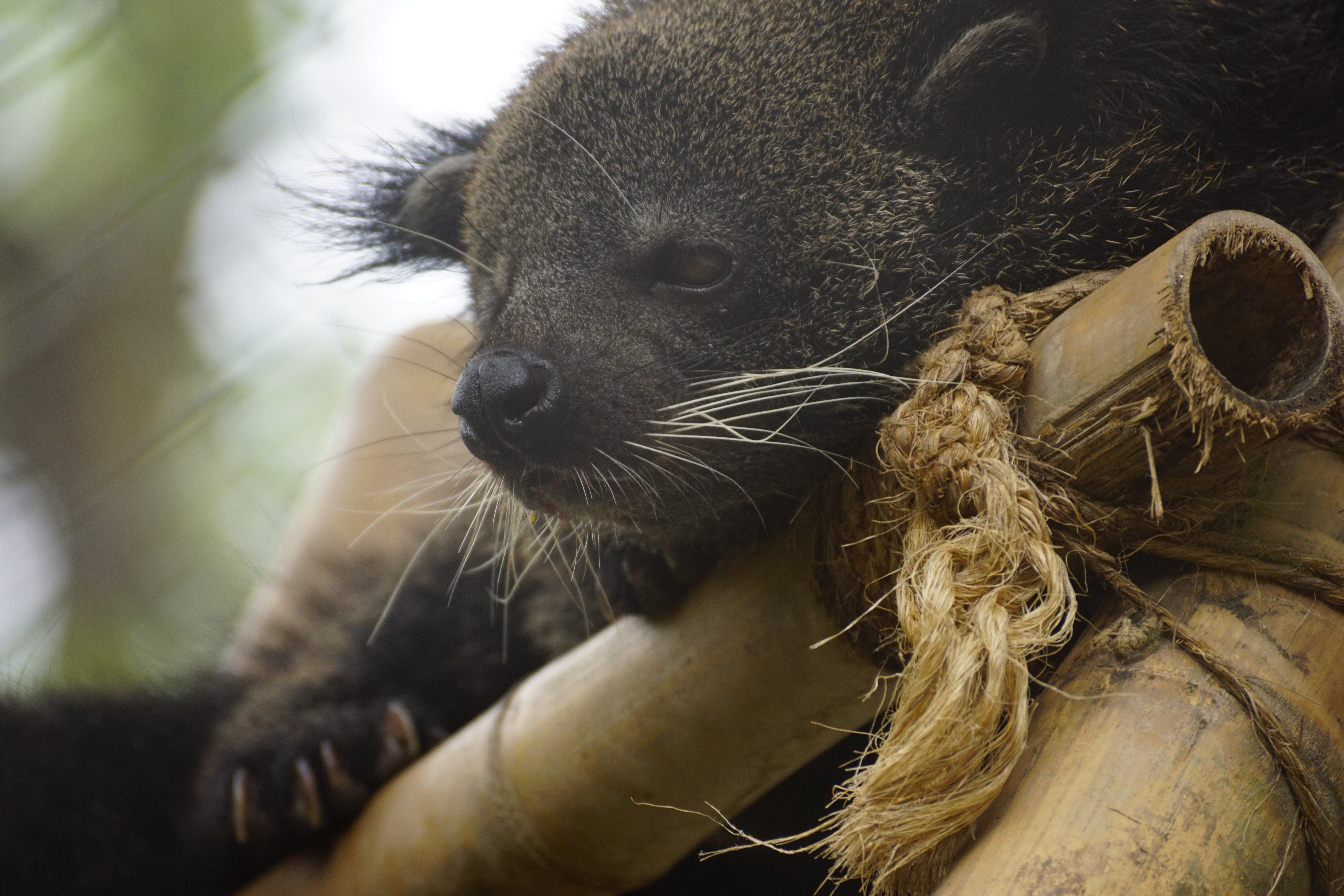 休憩するビントロングに「想定外」と徳山動物園の飼育員も驚き⇒「そこでくつろげる？」「乗っちゃダメでは
