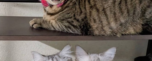 同じ部屋なのに1匹だけ“世界線”が違う愛猫⇨絶叫風ショットに「温度差が違いすぎる！」の声