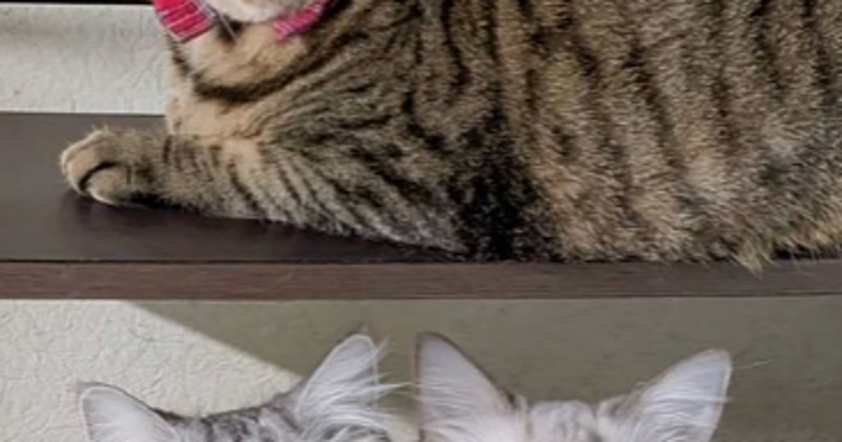 同じ部屋なのに1匹だけ“世界線”が違う愛猫⇨絶叫風ショットに「温度差が違いすぎる！」の声