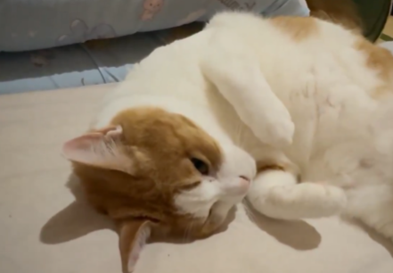 「ここじゃない、こっちだよ」飼い主の誘導が巧みすぎる猫⇒「お利口さんで欲求強め」「人間の扱い慣れすぎ