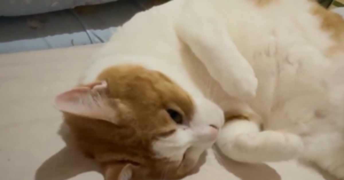 「ここじゃない、こっちだよ」飼い主の誘導が巧みすぎる猫⇒「お利口さんで欲求強め」「人間の扱い慣れすぎ」と13万「いいね」