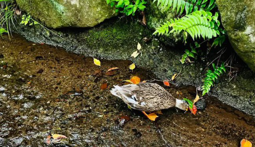アヒルの“転び方”がもはや日光浴⇨無防備すぎるポーズに「自由すぎる」「かわいいい」の声