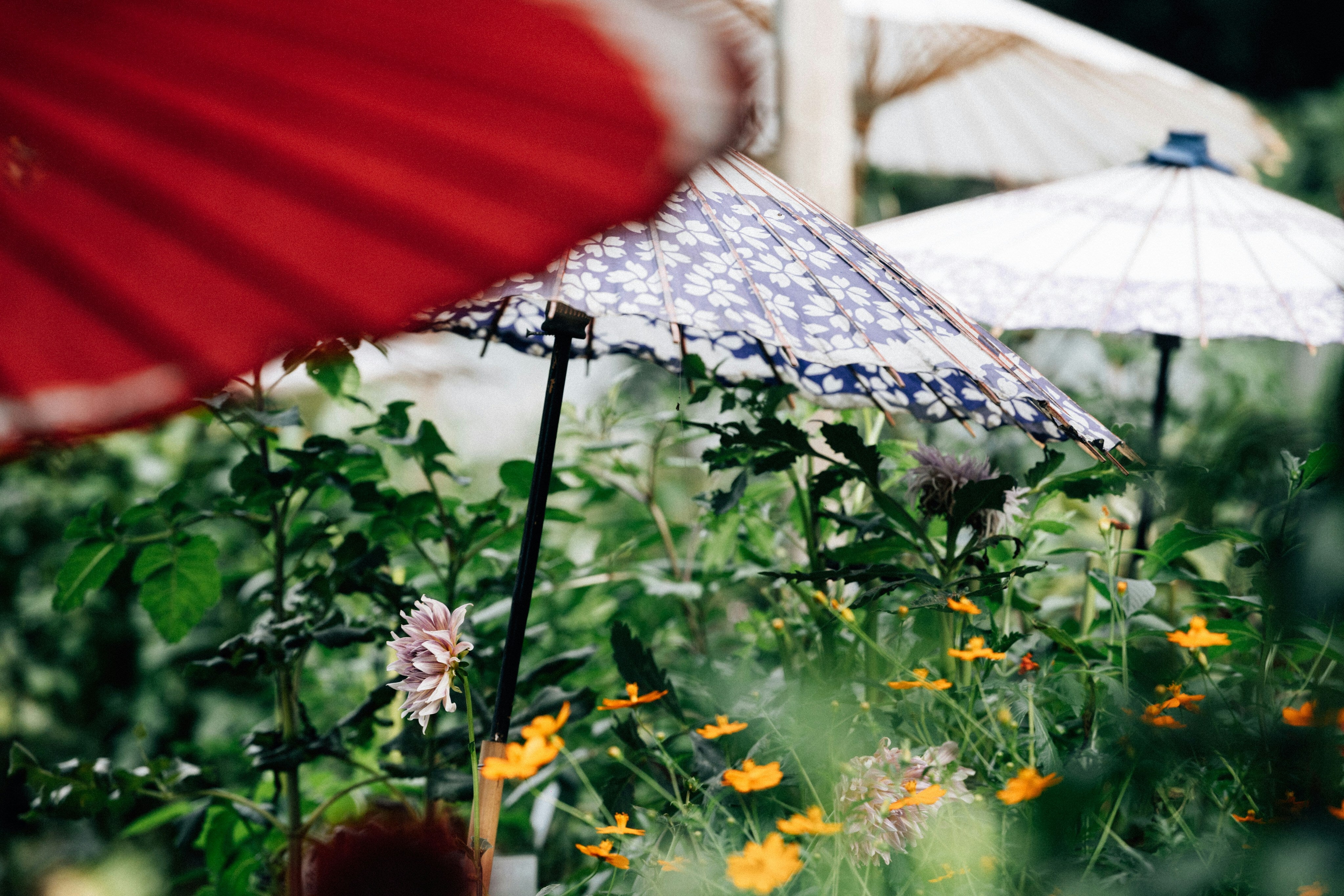 Why UK Gardeners Should Put Umbrellas Over Plants This Week