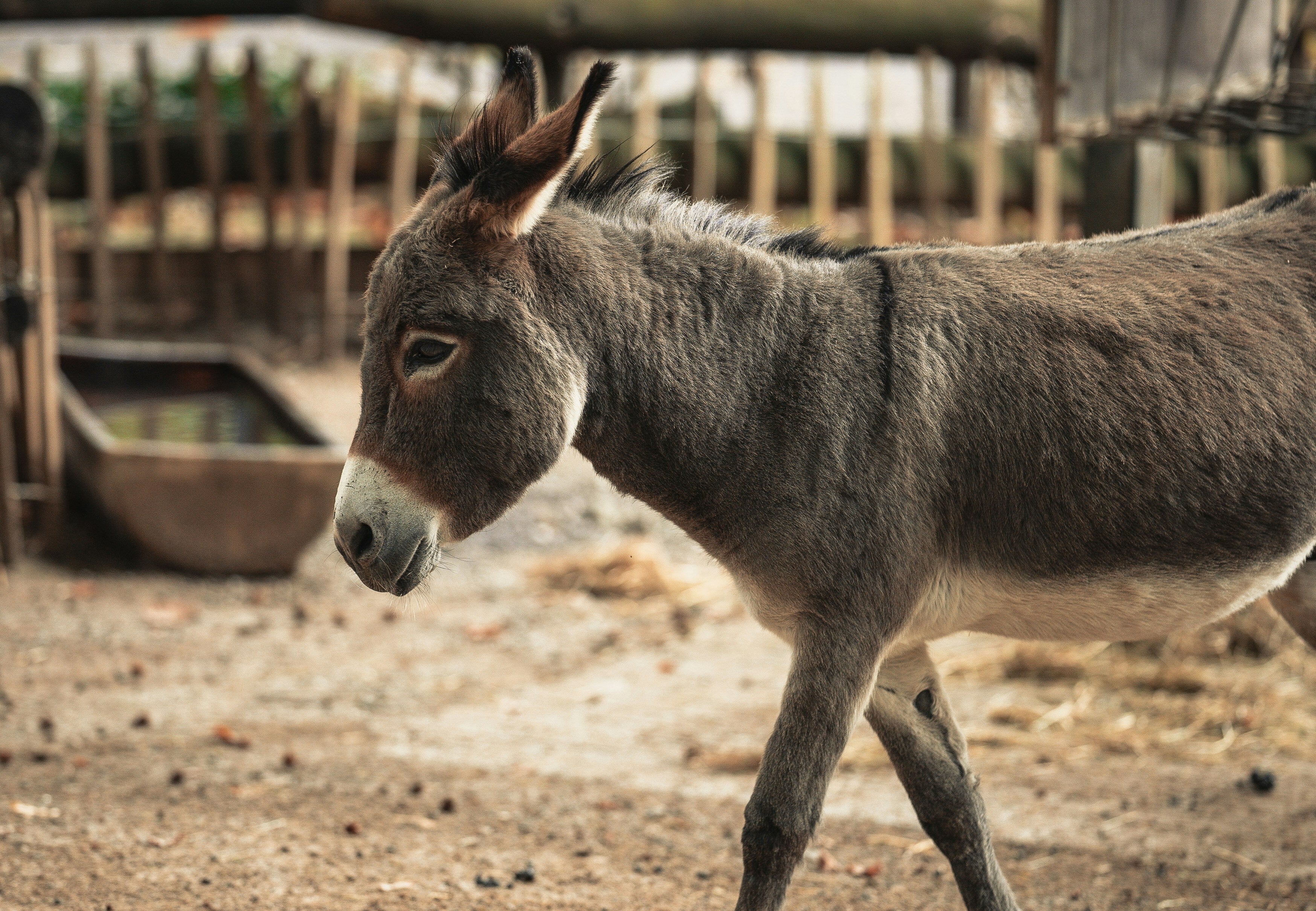 What Does Donkey's Years Mean? Why Brits Say The Odd Phrase