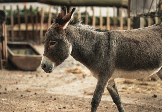 But what about “donkey’s years” to mean a long period of time