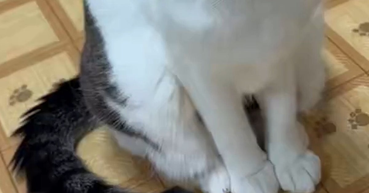 猫じゃらしをガン無視する猫に爆笑の嵐⇨「無我の境地」「強い意志を感じる」の声