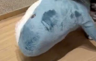 ぬいぐるみの“友達”をよちよち運ぶ猫⇨まさかの理由に「優しいね」「サザエさんのOPが再生された」