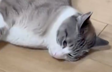 完全無抵抗・無表情でくるくる回る愛猫に…⇨「いつもより多く回っております」「新感覚の遊び方」