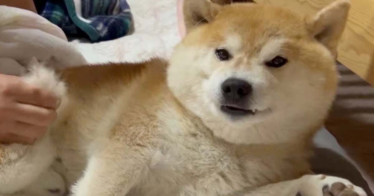 抜け毛をプチプチと抜かれるごとに、徐々にブチギレていく柴犬。「うちも怒ってたなぁ」と犬の飼い主たちが共感