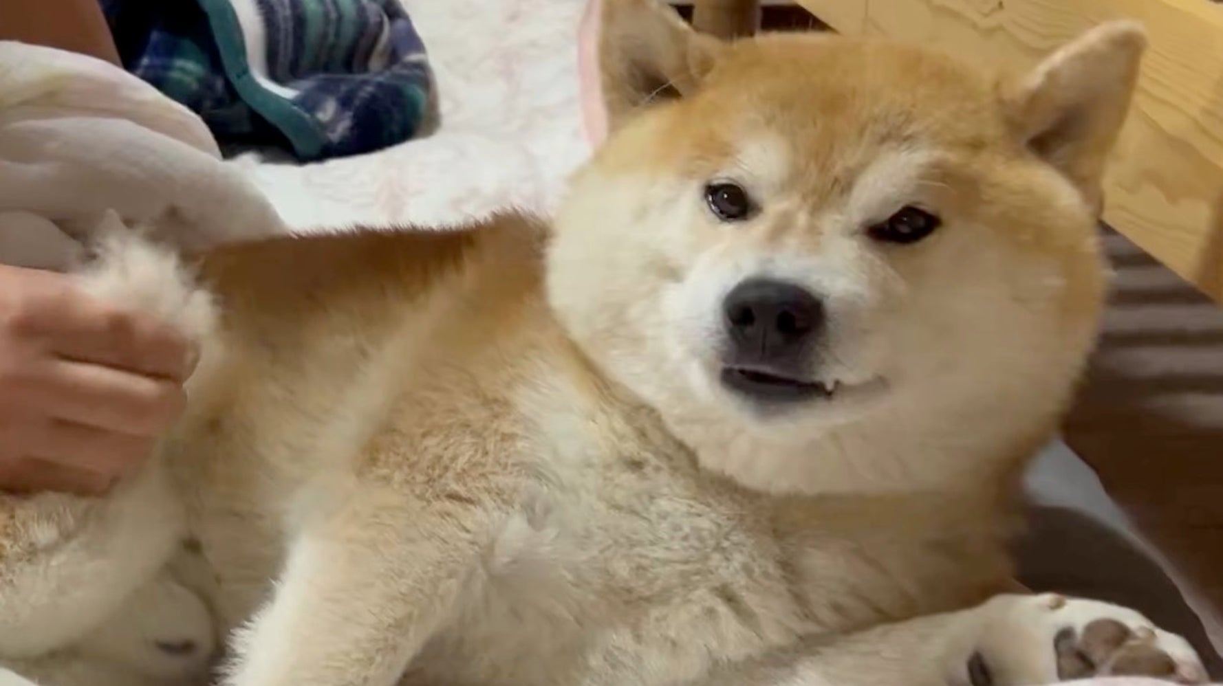 怒る柴犬❗️（夏仕様） 抜け毛をプチプチと抜かれるごとに、徐々にブチギレていく柴犬。「うち