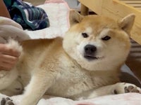 抜け毛をプチプチと抜かれるごとに、徐々にブチギレていく柴犬。「うち