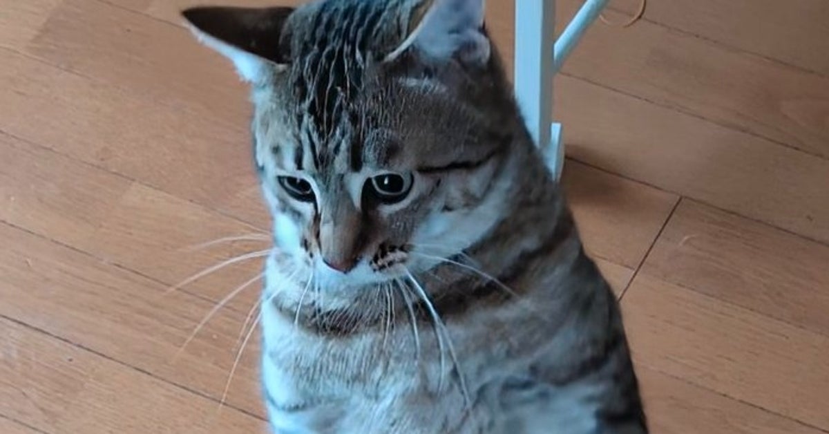 直立して歩く猫に「中に人が入ってる…？」⇒「お腹にファスナーっぽいのがある 」「進化の歴史のよう 」と反響