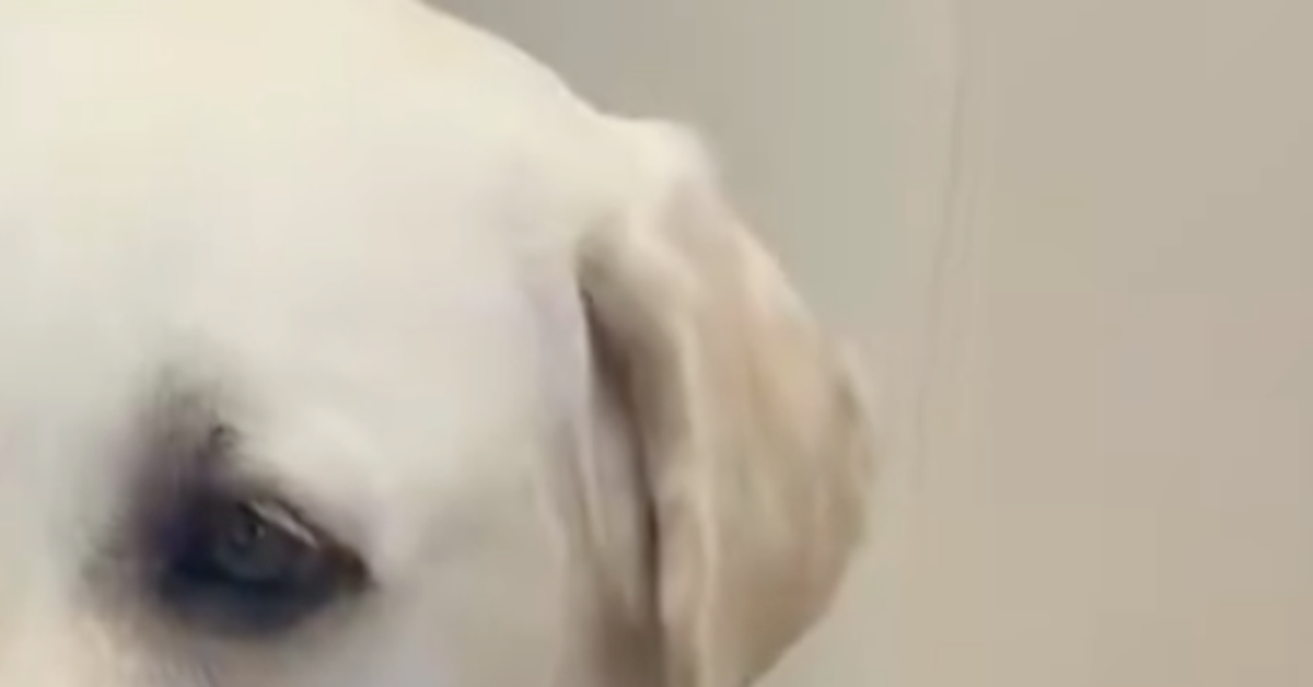 仕事に行こうとしたら...⇒“無言”で訴える愛犬に「せつなすぎ」「行けなくなっちゃう」