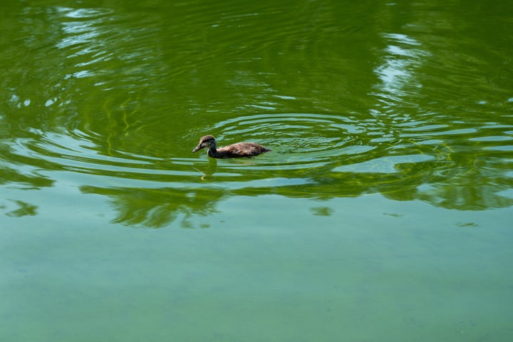 A duck floats amid algae in the Lincoln Memorial Reflecting Pool on Sunday. 
