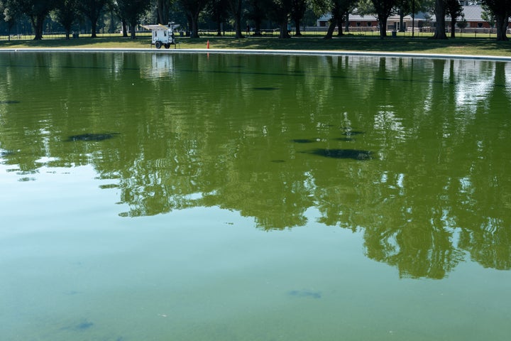 Algae appears in the Lincoln Memorial Reflecting Pool on Sunday.