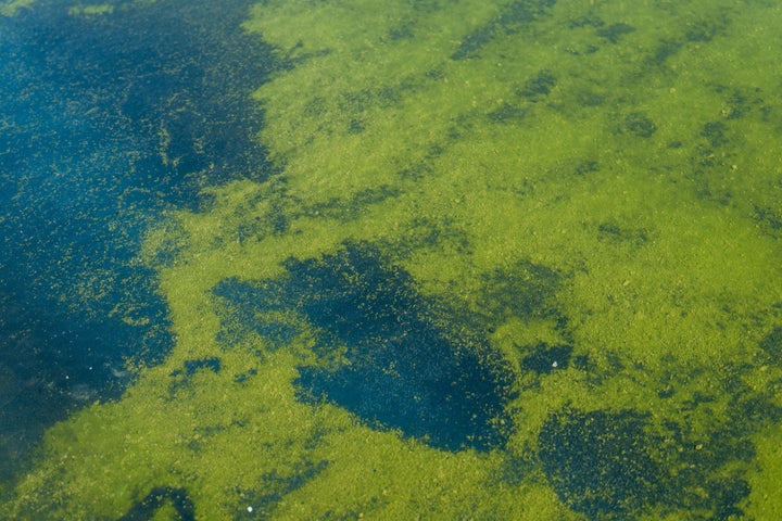 Algae appears in the Lincoln Memorial Reflecting Pool after it was painted blue in Washington, D.C., on Sunday. A Washington federal judge wrestled with how reversible Donald Trump's efforts to change the color of the pool would be in the latest lawsuit targeting the president's moves to renovate some of Washington's historic landmarks.