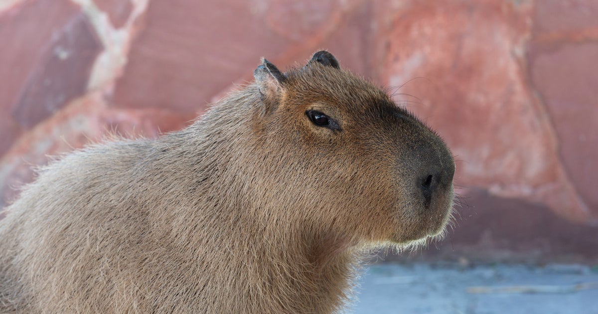 獣医師に協力するカピバラ、可愛すぎる！⇨「おめめがトロ〜ん」「いい子すぎ」と反響