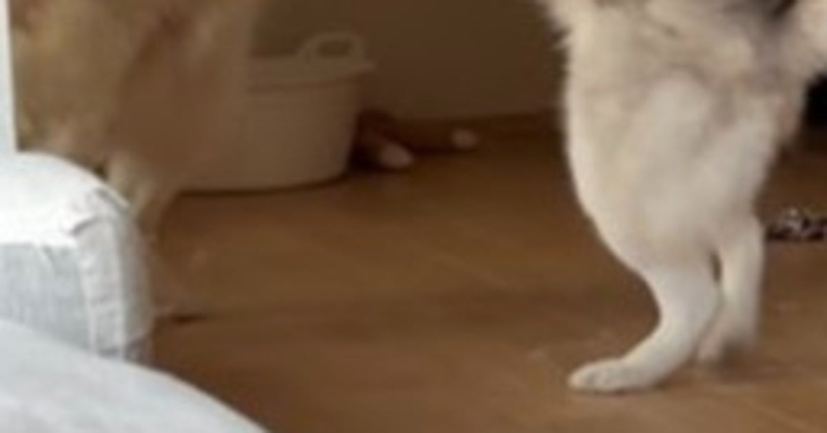ハスキー犬の父娘、じゃれあう様子が「相撲みたい」⇨「鏡写しかと思った」「マーモットの喧嘩みたい」の声
