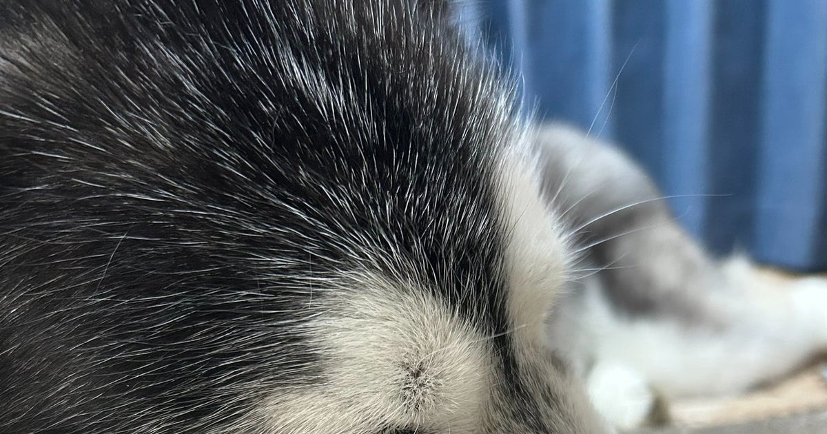 鼻が“ぎゅいん”のまま眠る犬に反響。飼い主たちから「わかる」「うちのもやる」の声