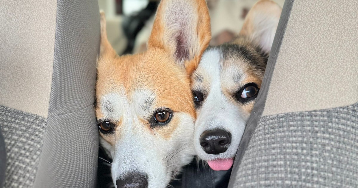 行きはワクワク、帰りは爆睡。ドッグランで遊び尽くした犬たちに「楽しかったんだね〜」