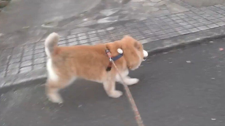 柴犬が好き ウサギ化している”16歳10カ月の柴犬⇨独特の走り方に「元気すぎて尊い