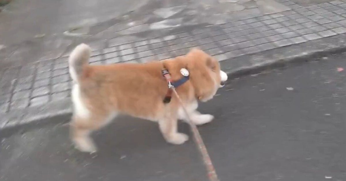 “ウサギ化している”16歳10カ月の柴犬⇨ぴょんぴょん走る様子に「元気すぎて尊い！」と驚きの声