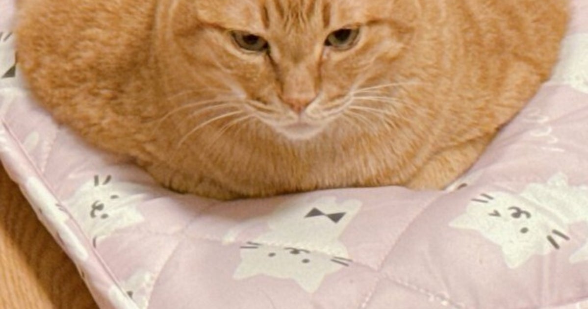 座布団みたいに“広がった”猫が面白すぎる！⇨「ビート板」「ビッグファミチキ」と大喜利状態に