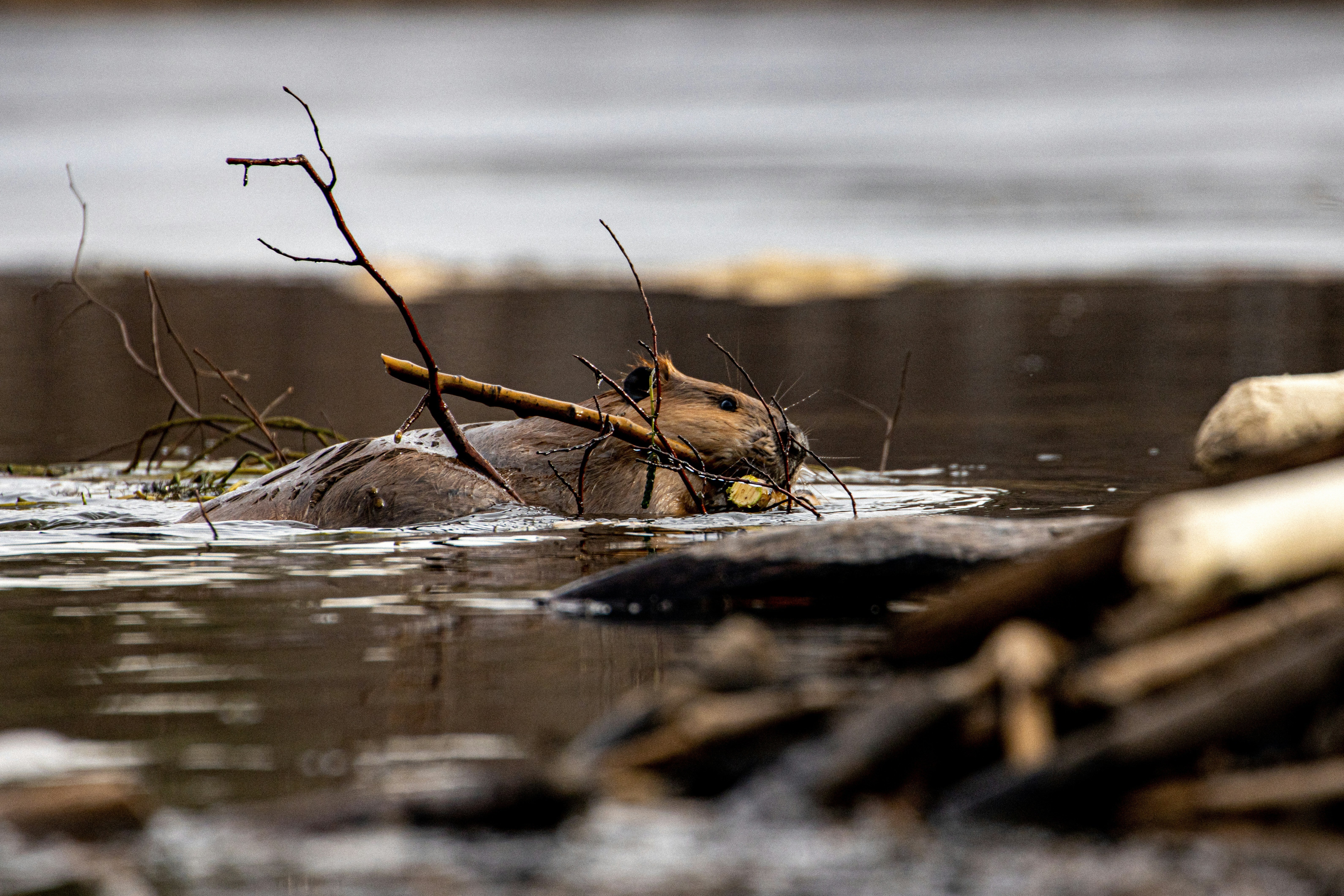 Why London Is Using Beavers To Protect A Tube Station From Floods
