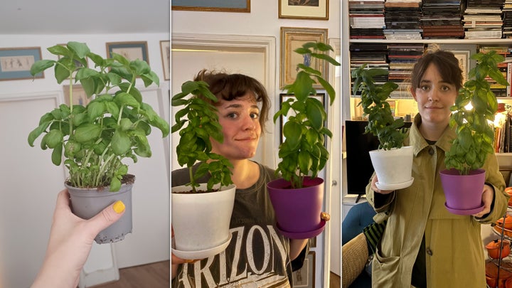 The supermarket basil at the start: growing, but with too much water, in the middle: later growth with fewer overwatering complications on the righr